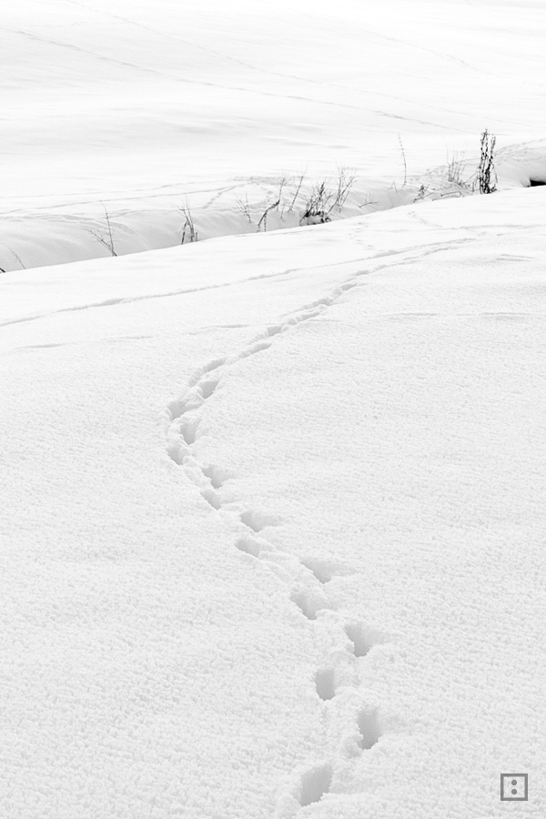 Graustufen - Winter in Schwarz-Weiß  