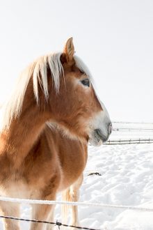 Pferde im Winter