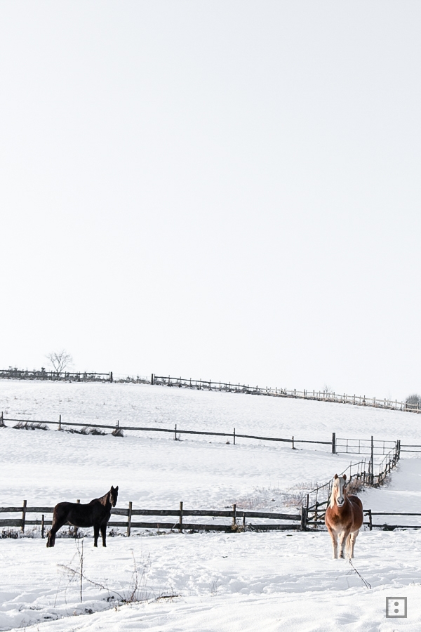 Winter auf der Pferdekoppel