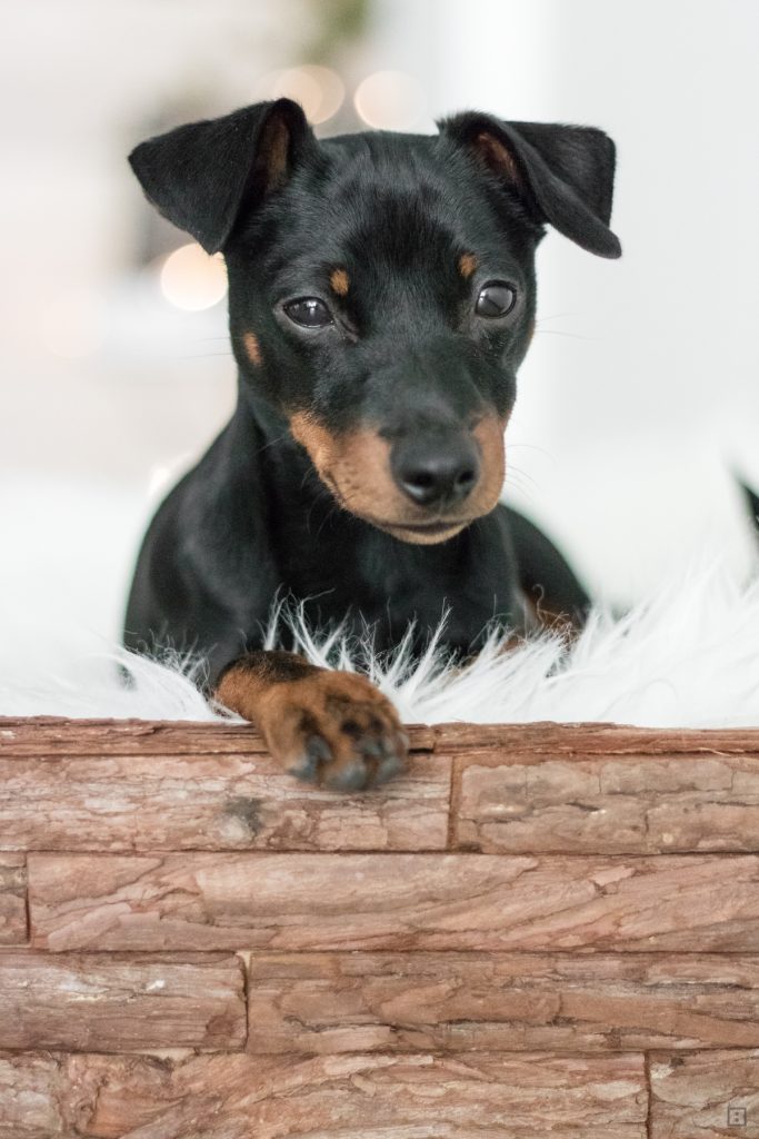 Min Pin Rehpinscher Zwergpinscher Parker im DIY Winterbett mit Fell Hunde und Weihnachten Geschenk Hundebett selber bauen