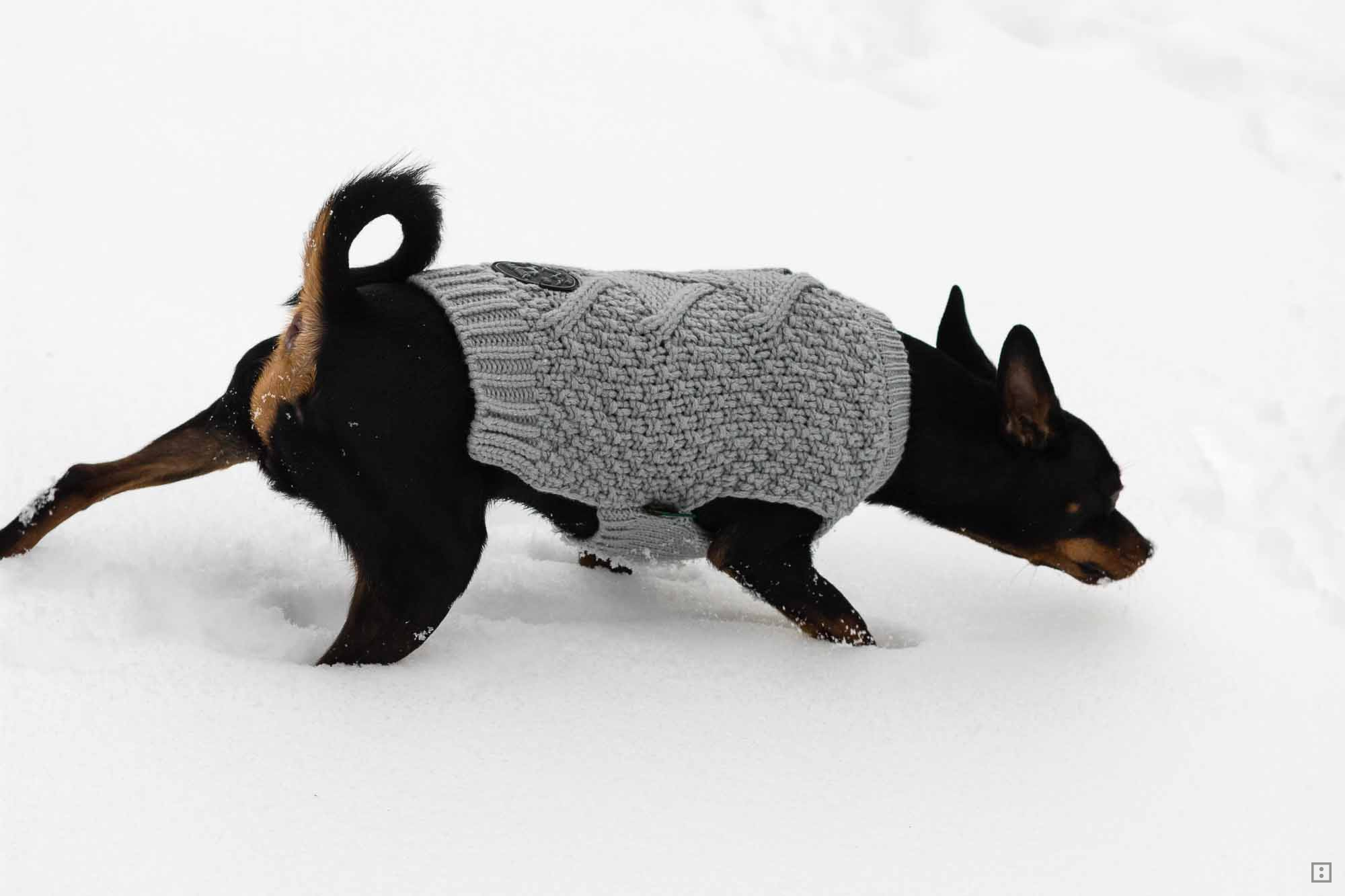 Hundepullover Reflektorgarn DIY für den Hund - Winter Rehpinscher Zwergpinscher im Schnee 