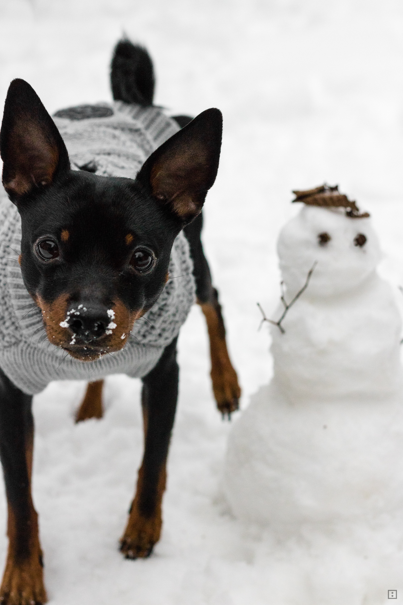 Hundepullover Reflektorgarn DIY für den Hund - Winter Rehpinscher Zwergpinscher im Schnee Miiaturpinscher