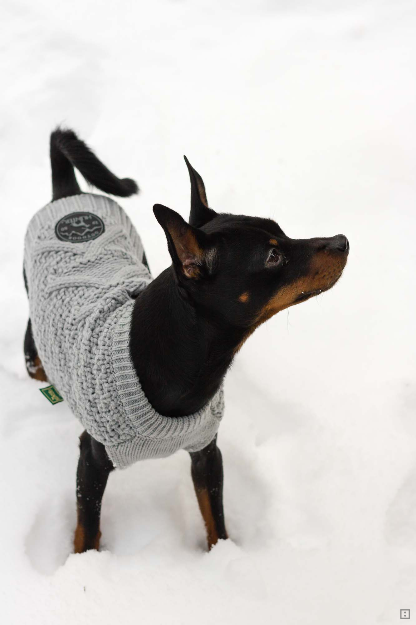 Hundepullover Reflektorgarn DIY für den Hund - Winter Rehpinscher Zwergpinscher im Schnee Miniaturpinscher