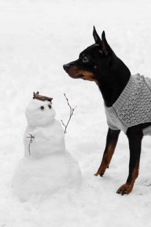 Hundepullover Reflektorgarn DIY Winter Rehpinscher Zwergpinscher Hunter