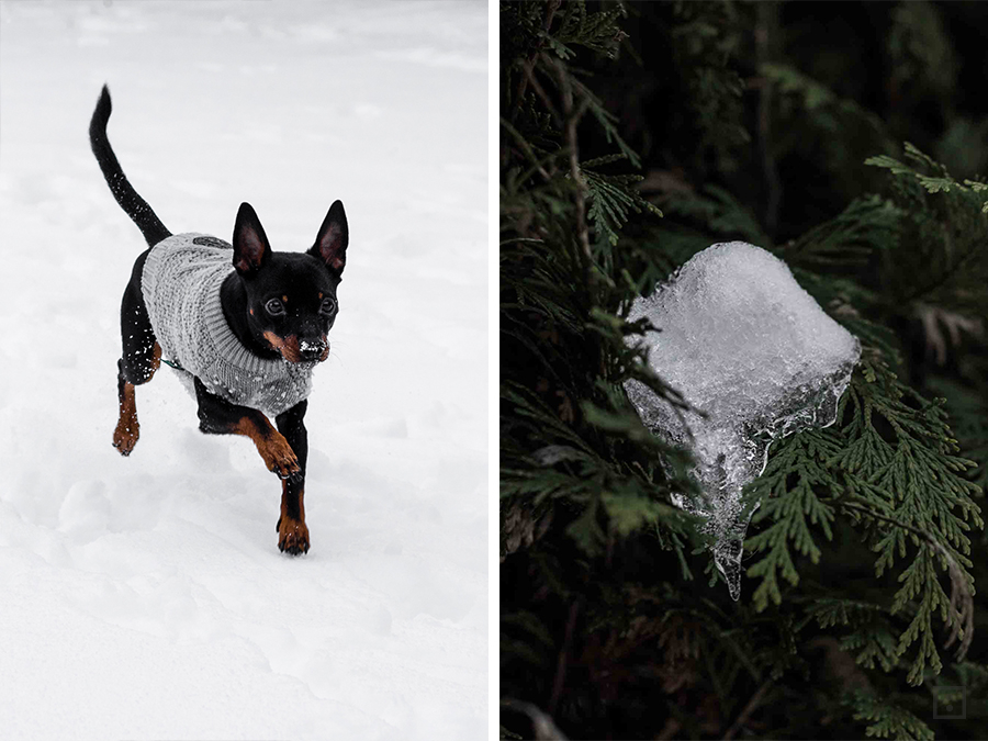 Hundepullover Reflektorgarn DIY Winter Rehpinscher Zwergpinscher im Schnee 